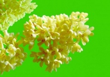 药用植物桂花炭疽病