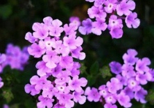 用细叶美女樱布置花坛有哪些好处 用细叶美女樱布置花坛有哪些好处