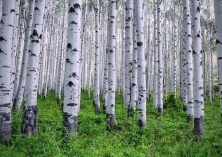 杨树与桦树的区别