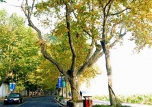 法桐扦插前种条的选取