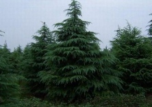 雪松的寒害与冻害