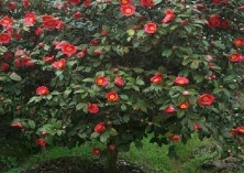 茶花夏季浇水要浇透