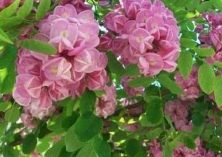 香花槐栽后管理方法 香花槐栽后管理方法