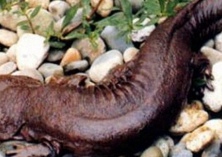 大鲵幼苗养殖关键事项（一）