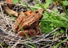 林蛙油的功效有哪些