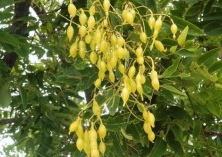 七月国槐盛开（街头飘落“槐花雨”）