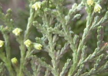 侧柏有什么经济价值