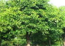 香樟种植的养护技巧