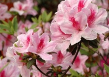 杜鹃花虫害的防治方法