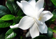 300亩栀子花成就花香世界