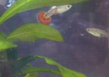 孔雀鱼换水喂养方法