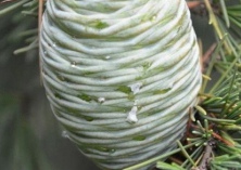 上海应多种雪松龙柏水杉