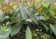 湖南湘潭举办首届国际杜鹃文化节 湖南湘潭举办首届国际杜鹃文化节