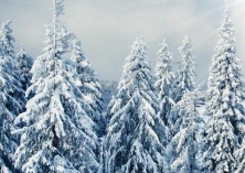 雪松黄叶病防治