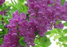 路边漂亮的香花槐你不要采