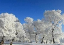 雪松种植数十年在沪结果