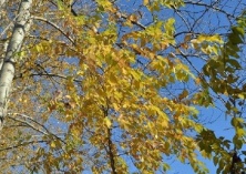 杨树种植小地老虎的防治