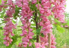 稀有西班牙香花槐“落户”灵台 稀有西班牙香花槐“落户”灵台