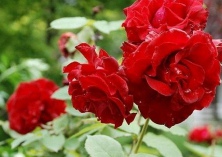 “花中皇后月季”扮靓武汉街头