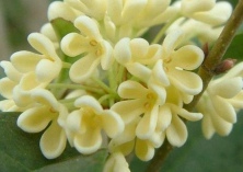 中秋月圆桂花香