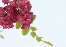 万棵香花槐盛开（美不胜收）