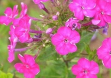 美女樱的种植注意和要点