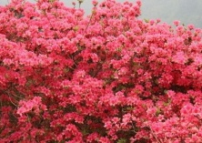 圣堂山近万亩杜鹃花迎最美花期