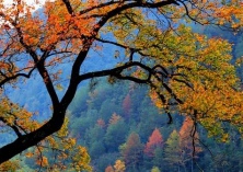 雪松幼苗繁育技术