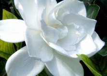 解决栀子花黄叶不开花的问题 解决栀子花黄叶不开花的问题