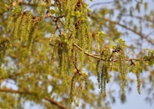 杨树营养钵扦插育苗技术