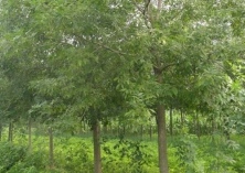 高温过后白蜡种植的浇水技巧
