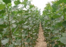 杨树多功能膜覆盖育苗技术