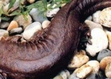 大鲵在医药保健方面的利用