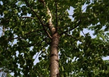 杨树移植技术 杨树移植技术