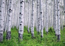 红杨树园林价值