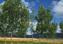 杨树种植之蚧壳虫的防治