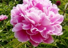 百万朵芍药花（即将美丽绽放）