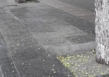 国槐盛开新泰街头飘落“槐花雨”