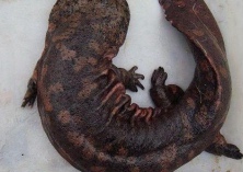 大鲵养殖能人邹德洲创业纪实