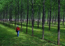 临泽（杨树林下处处“生金”）