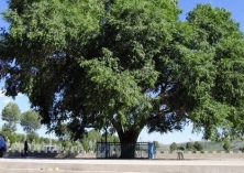 榆树介绍及分布