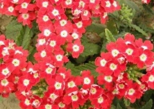 美女樱栽培新法 美女樱栽培新法