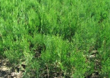 伐百年侧柏树为父母做棺材