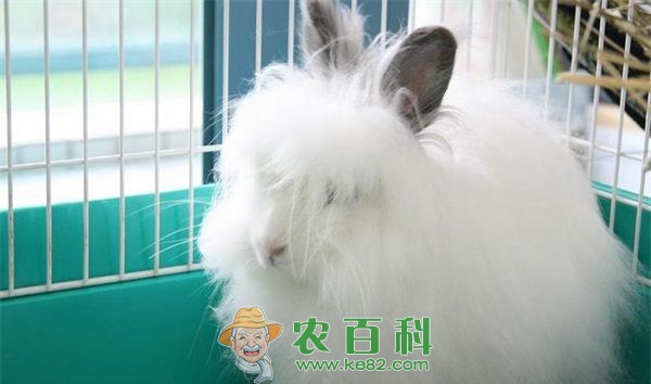 普安县发展长毛兔产业促增收