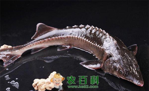 中华鲟滑走细菌病的防治