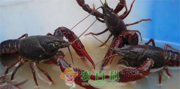 大龙虾怎么吃