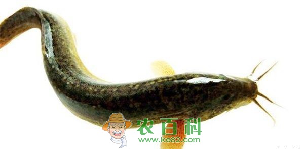 孕妇可以吃泥鳅吗