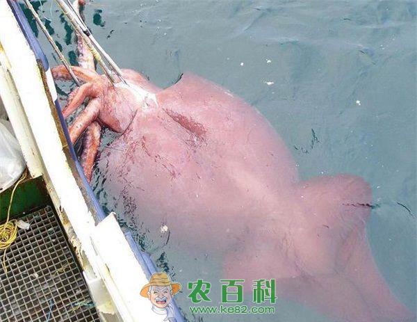 乌贼 南海鸢乌贼年捕量达100多万吨