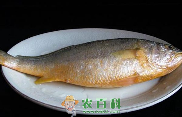 大黄鱼 大黄鱼的人工养殖技术