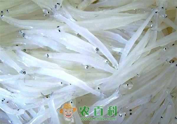 银鱼养殖亲鱼的选择